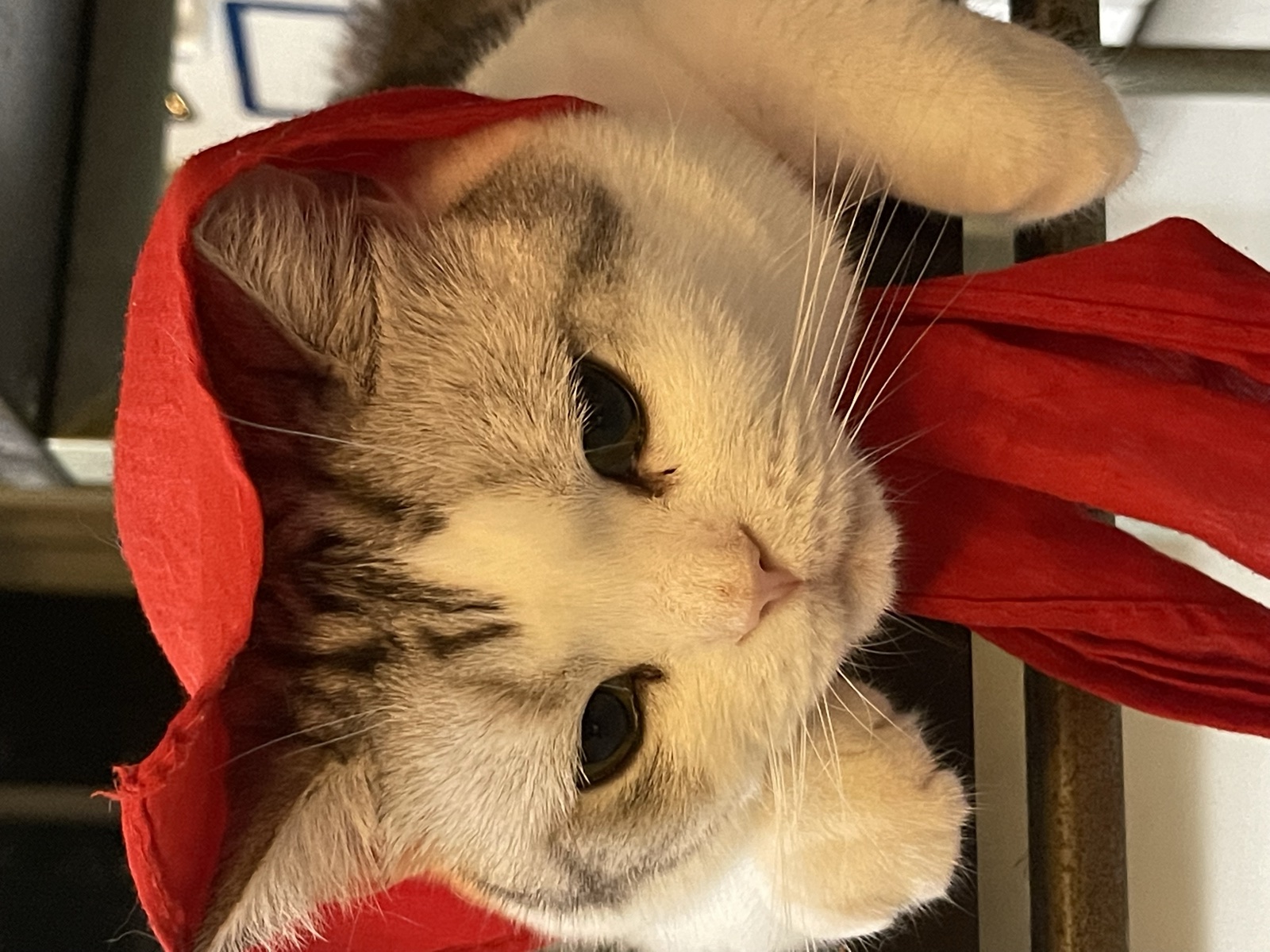 White and grey studio cat wearing a red scarf