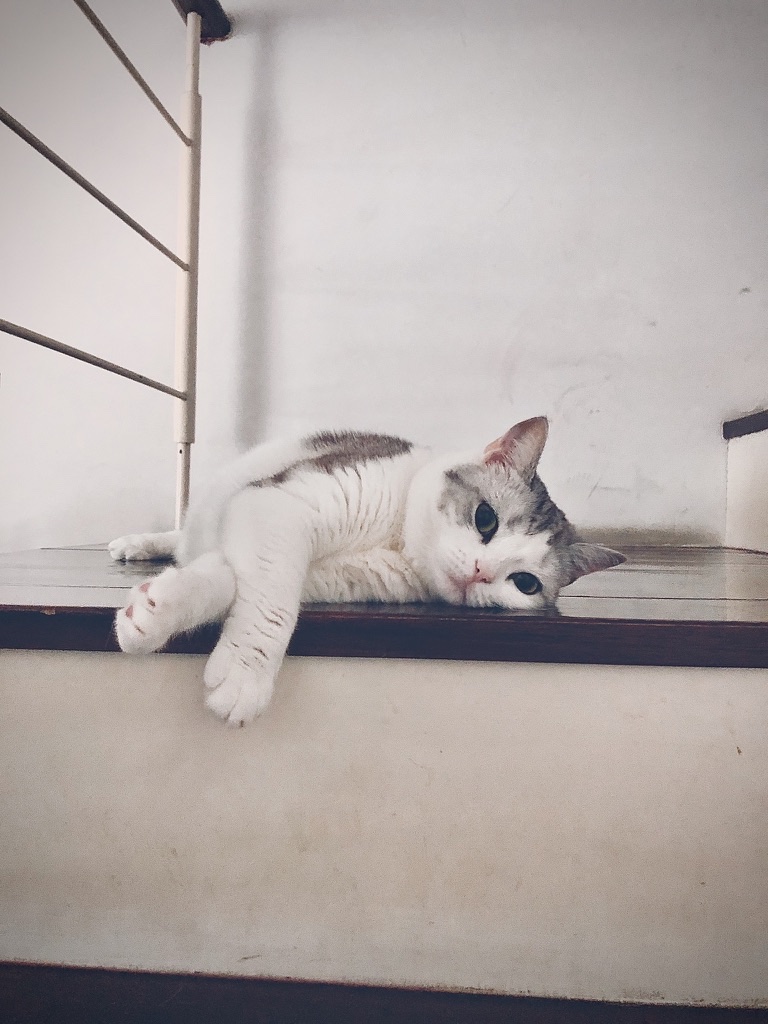 White and grey studio cat resting on a shelf
