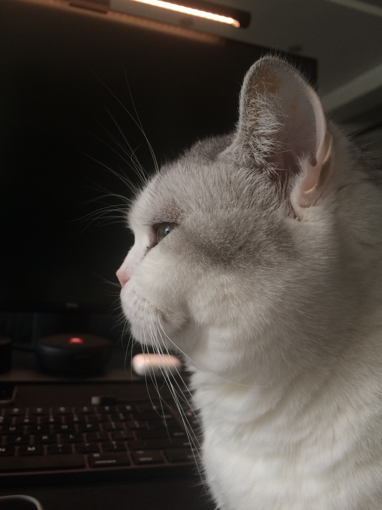 White and grey studio cat beside a keyboard