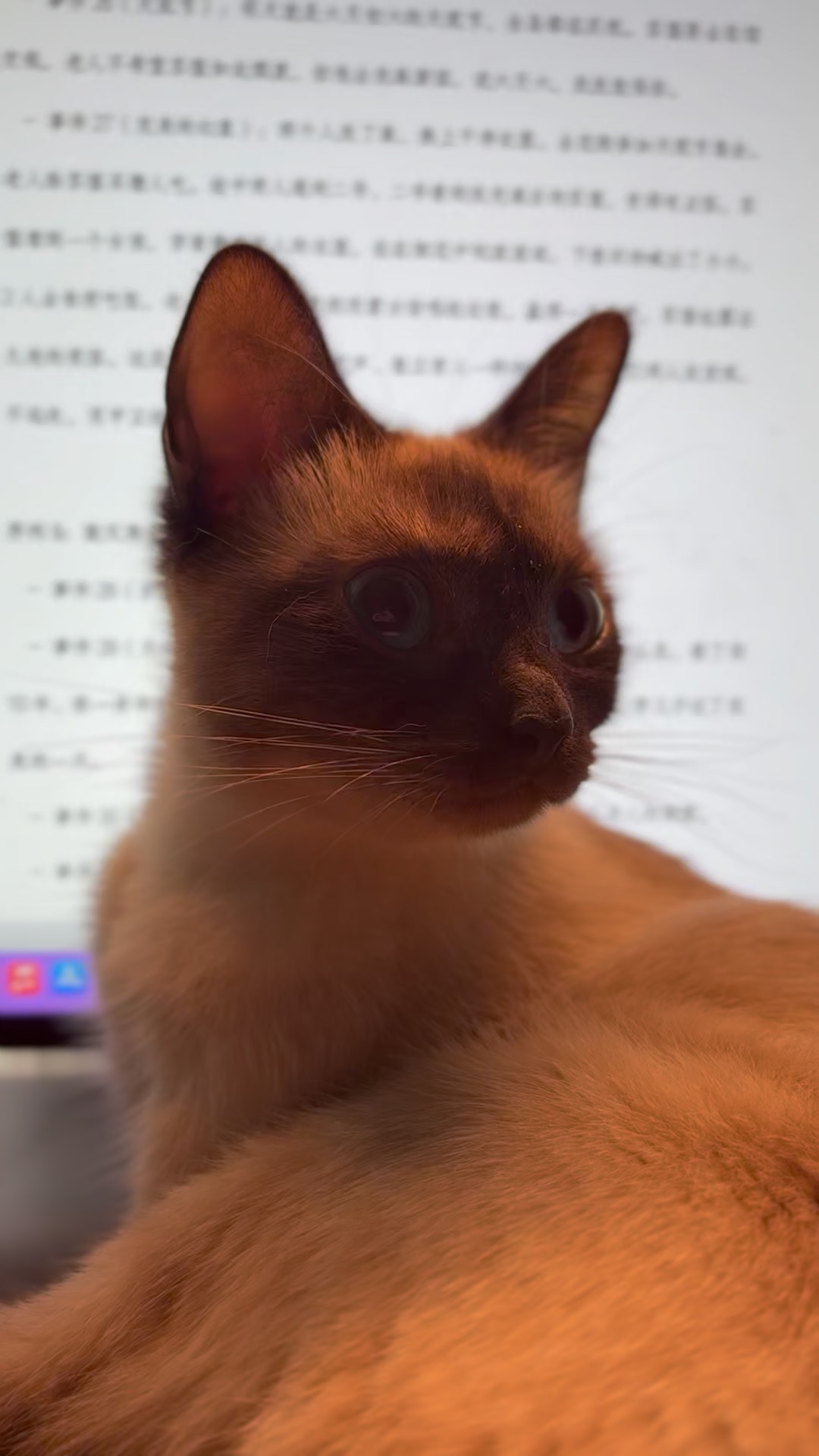 Siamese studio cat in front of a screenplay